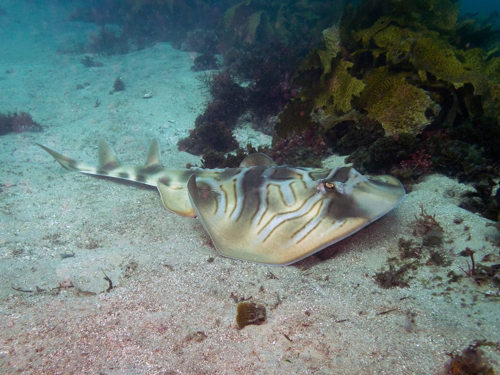 A fiddler ray