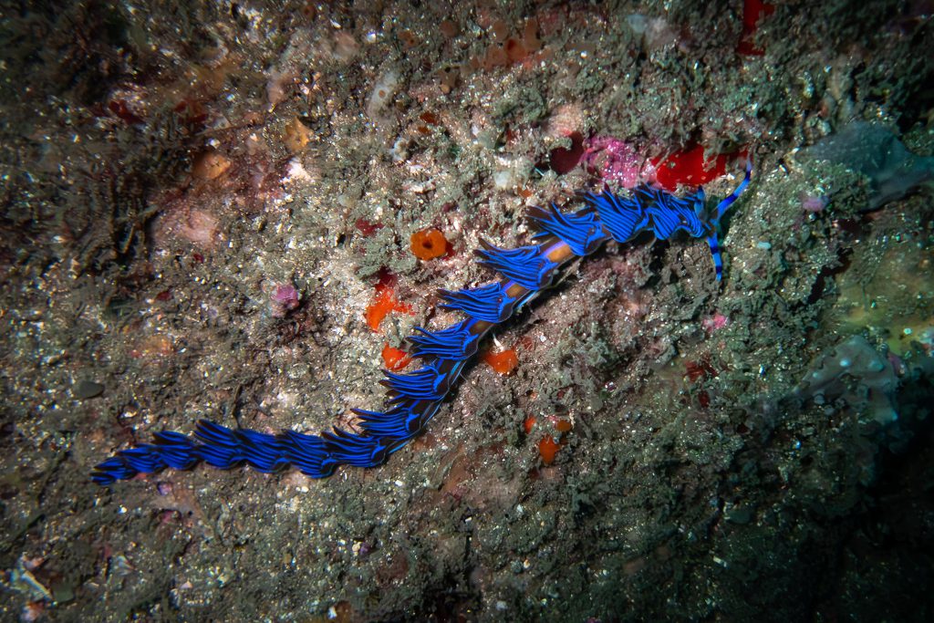 A blue dragon