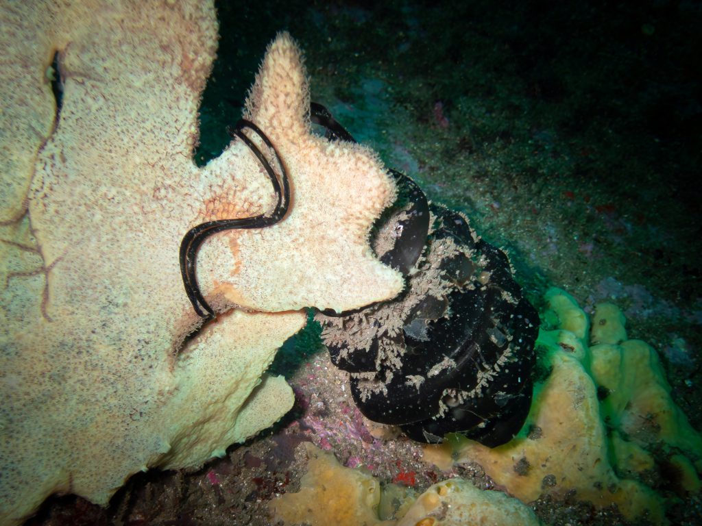 A mermaid's purse