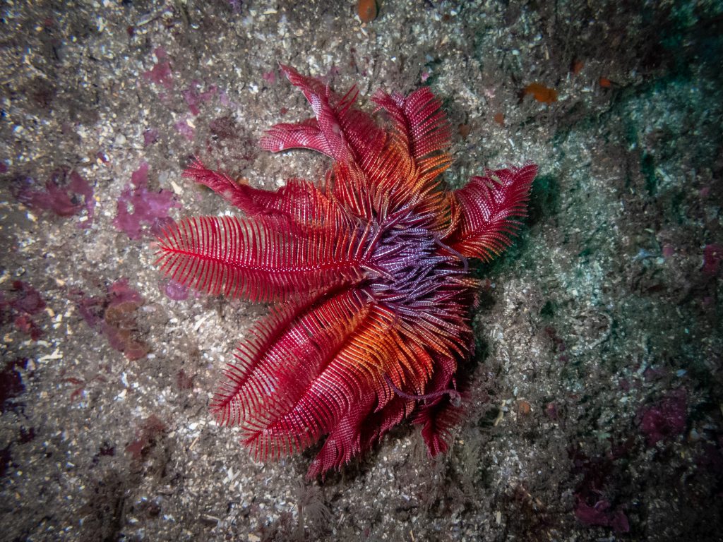 A feather star