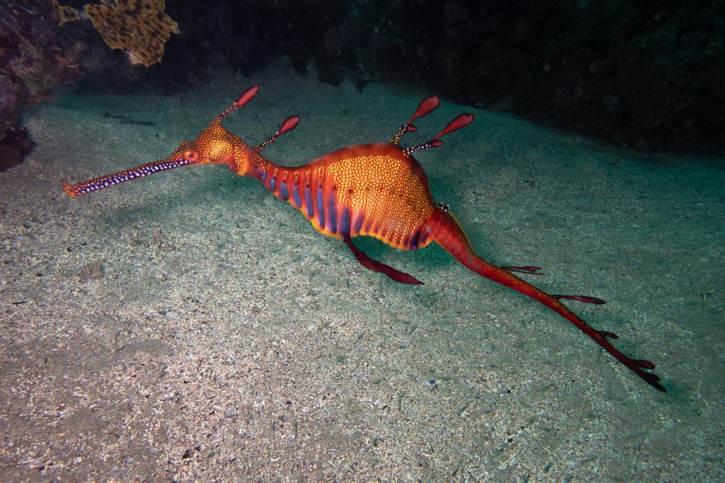 A weedy seadragon at the Leap