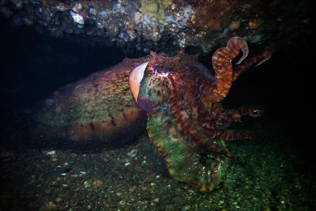 A giant cuttlefish hiding in a cave