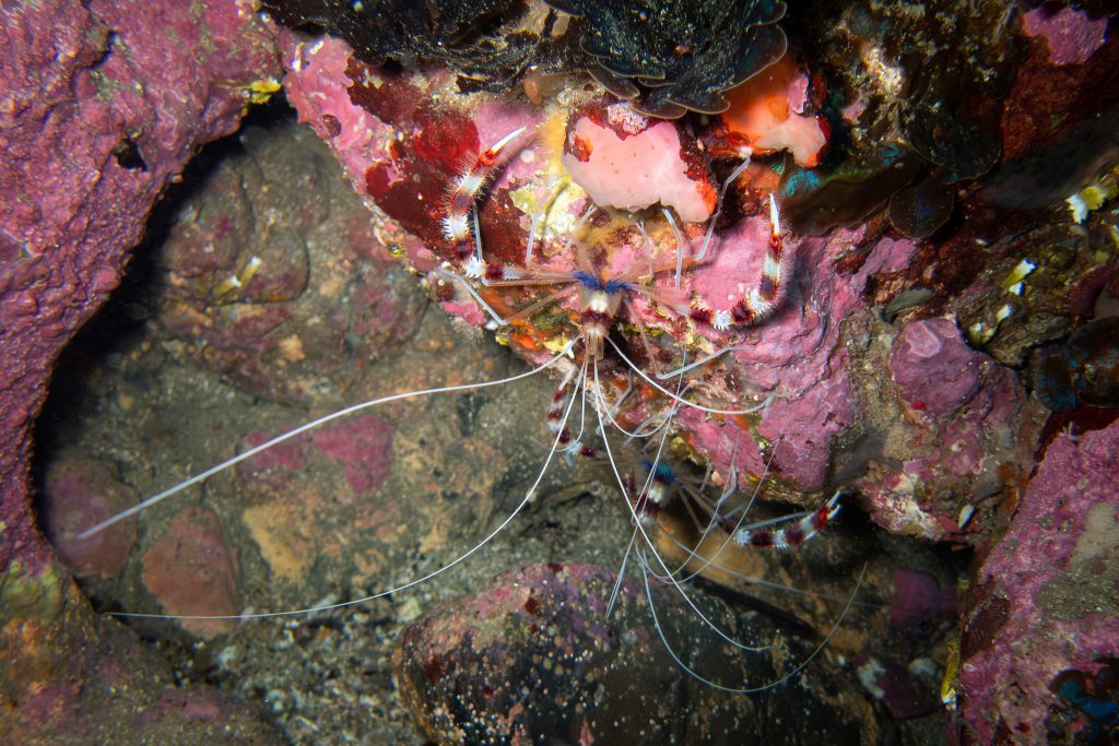 Banded coral shrimp