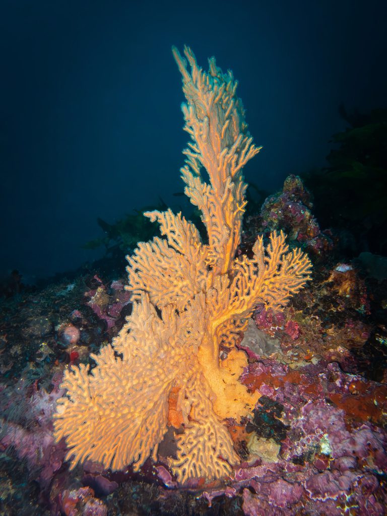 Sea fan