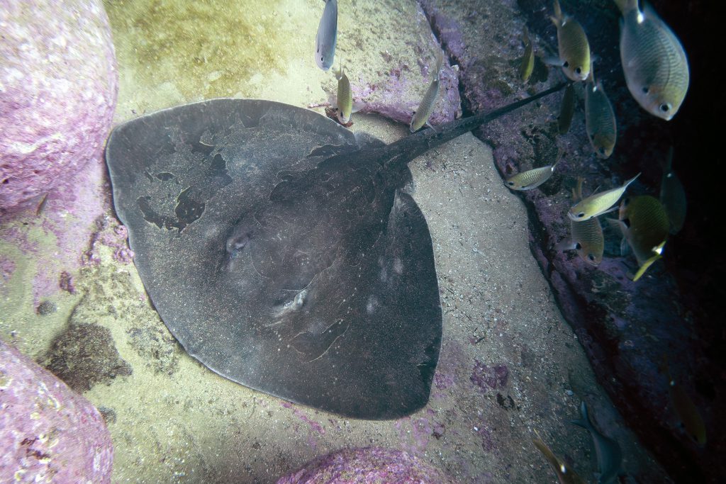 Bull ray