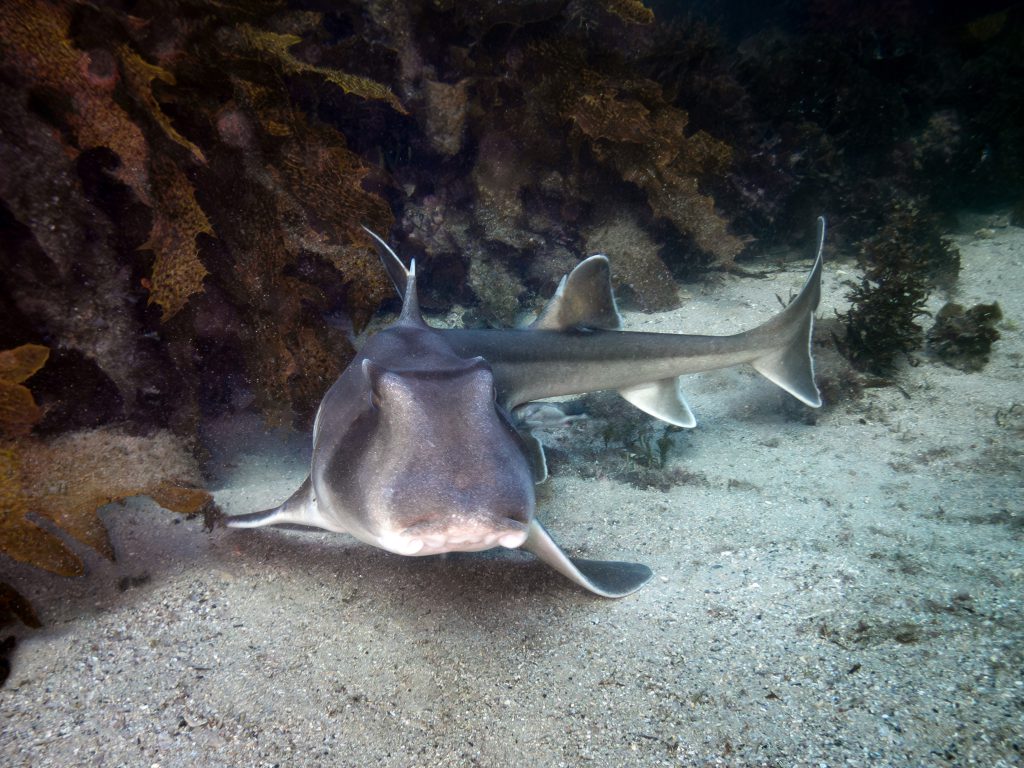 A Port Jackson shark at Shelly Beach