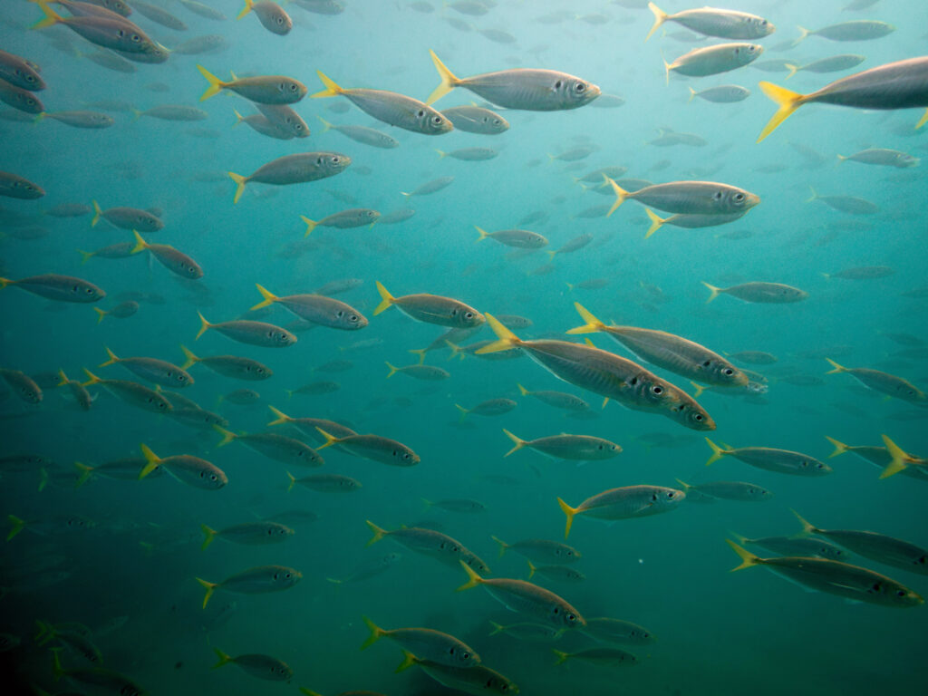 Yellowtail skad at Fairy Bower