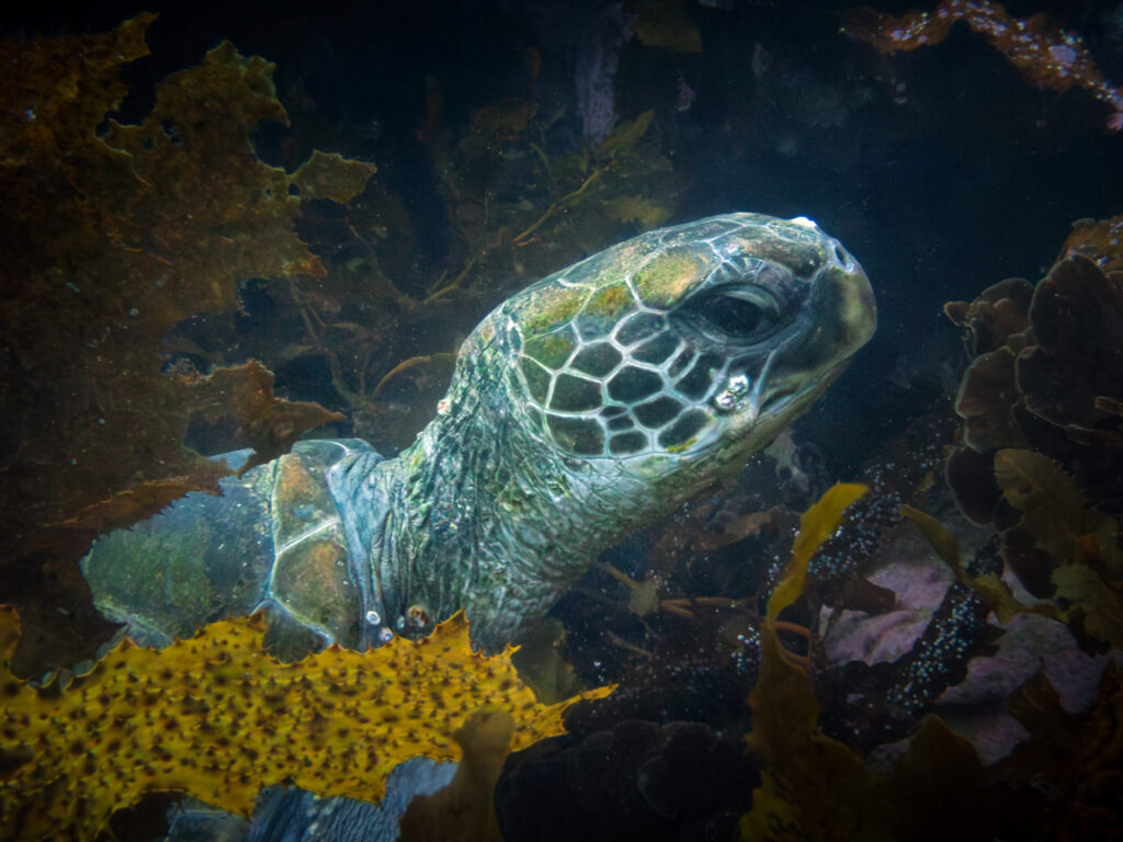 A relaxed turtle