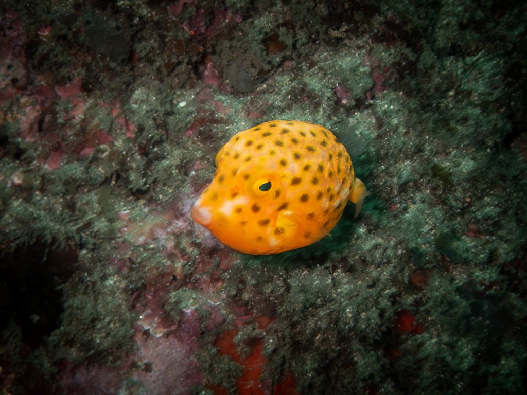 A yellow boxfish