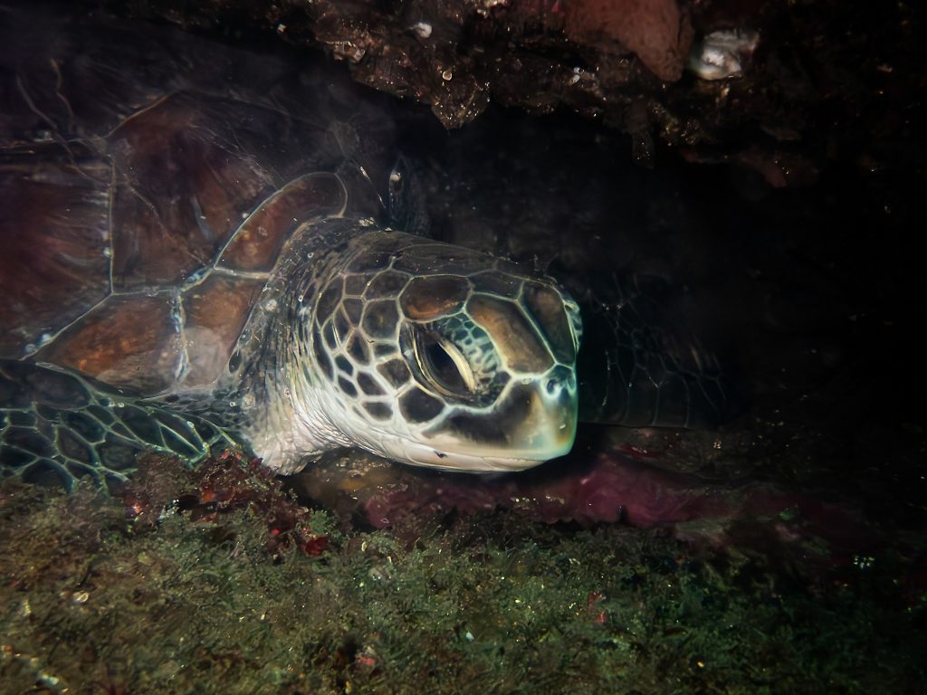 A turtle relaxing under a rock at the Monument