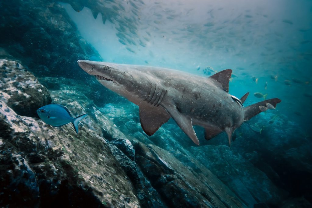 A grey nurse shark at Latitude Rock, Forster