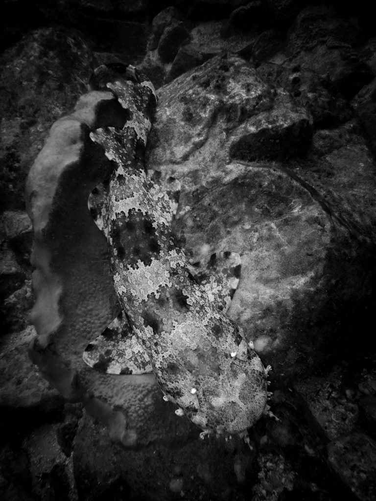 A black and white photo of a wobbegong