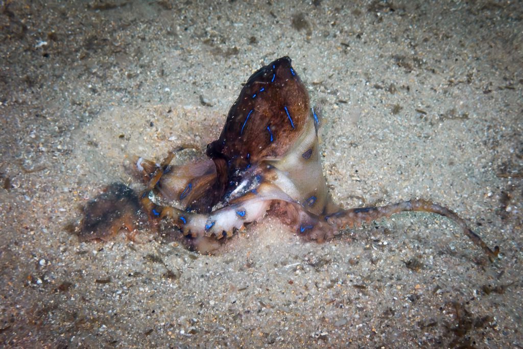 A blue-ringed octopus at Clifton Gardens