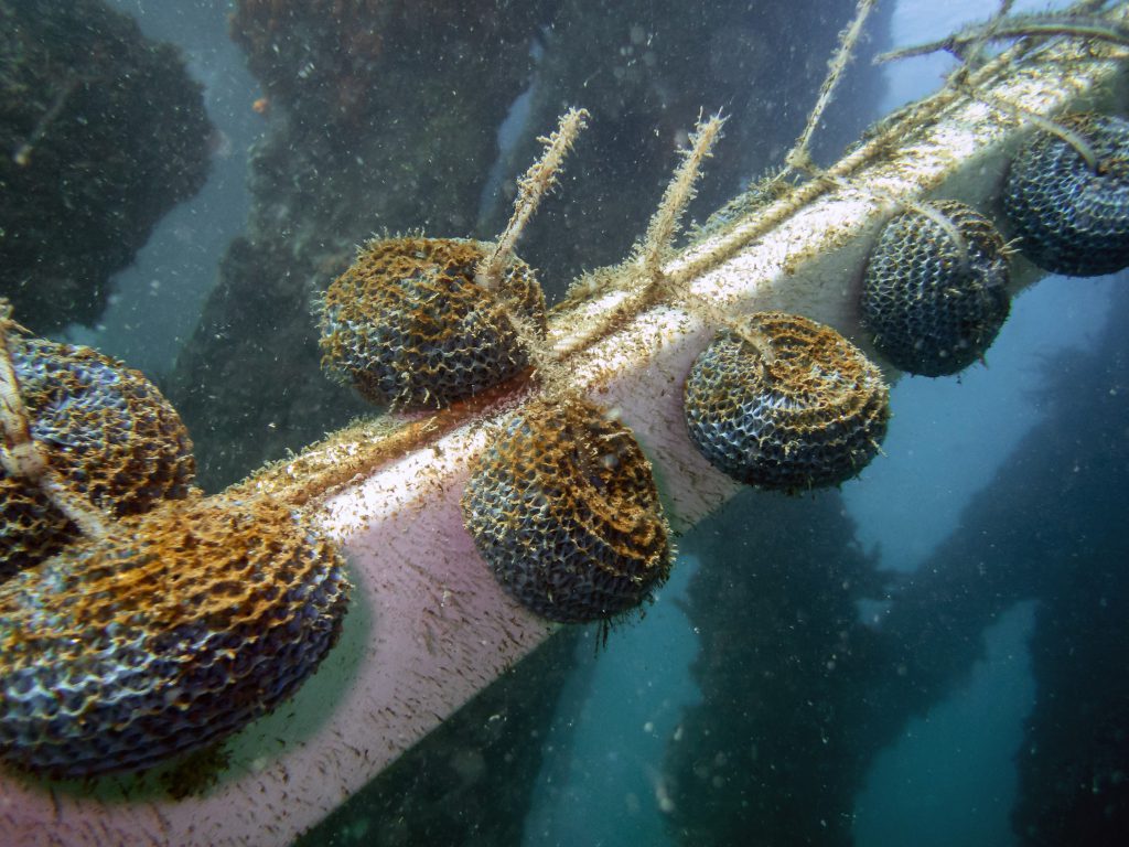Plankton research