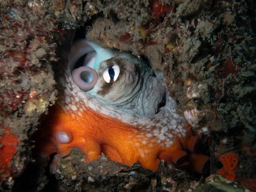 A common Sydney octopus