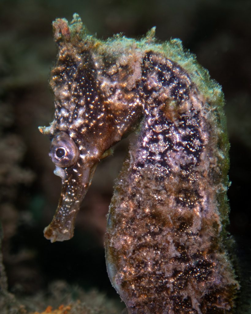 A seahorse