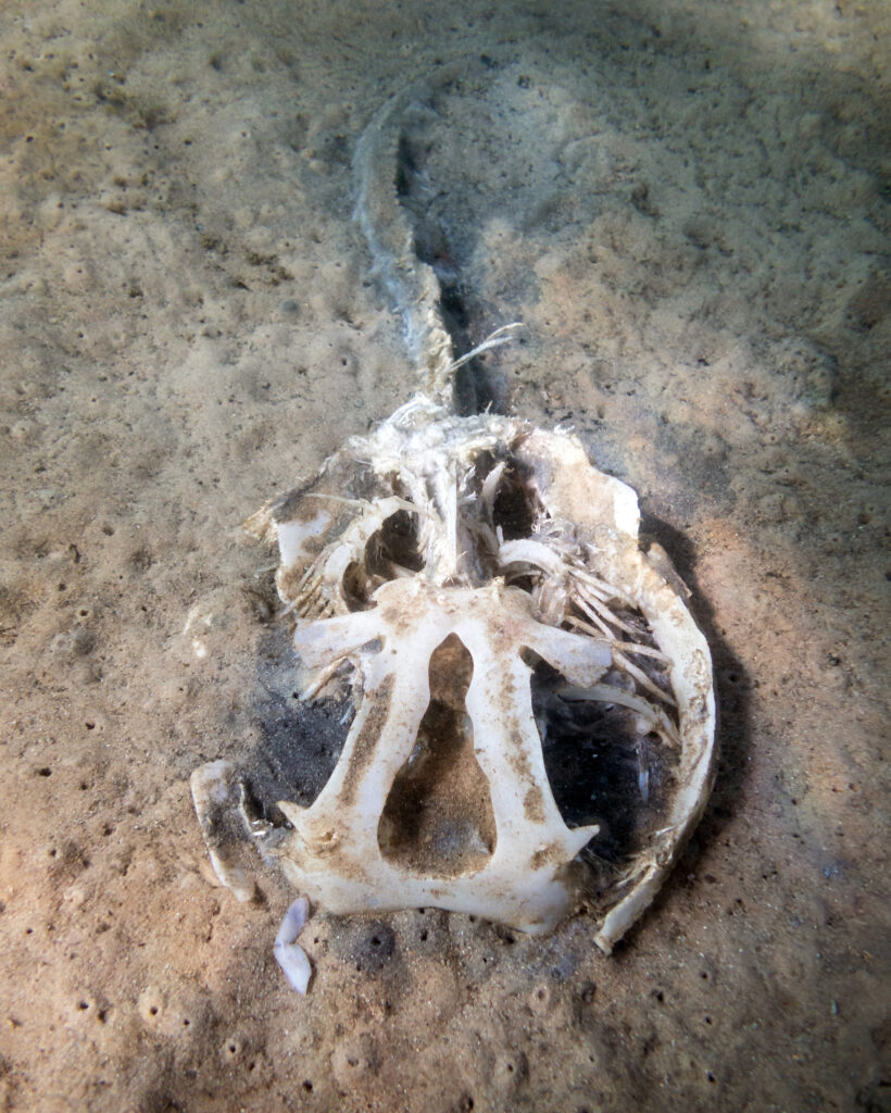 The remains of our local bull ray