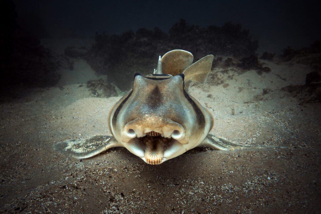 A Port Jackson shark relaxing on the sand at Shelly Beach