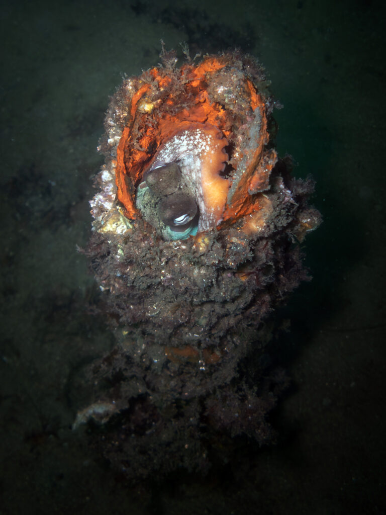 An octopus in a pipe at Clifton Gardens