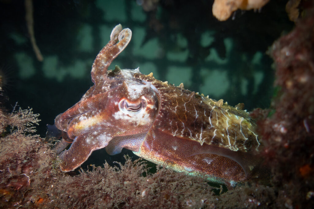 A cuttlefish hiding in the seahorse hotels at Clifton Gardens
