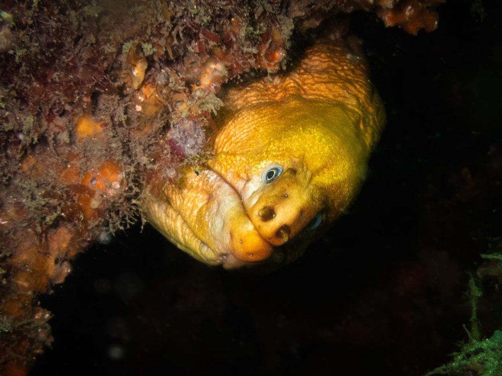 Green Moray Eel