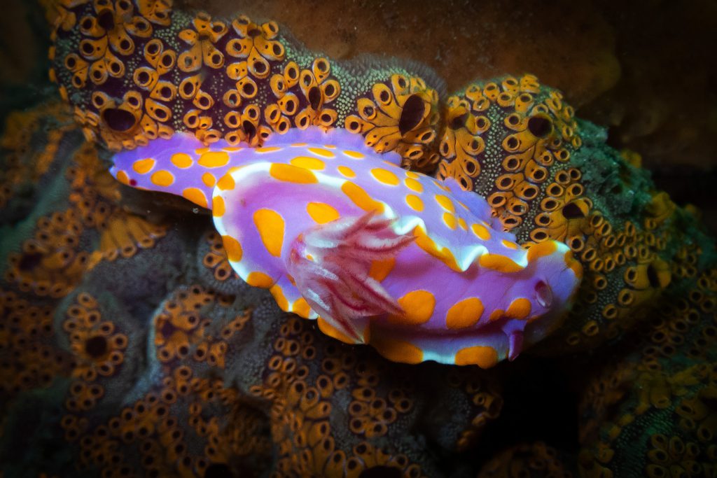 Clown Nudibranch